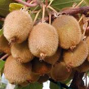 Kiwi Fruit Tree Jenny image