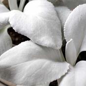 Senecio Angel Wings (40-50 cm) image