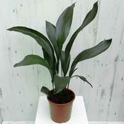 Cast Iron Plant - Aspidistra image
