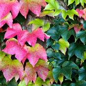 Parthenocissus Veitchi (3L Pot) image