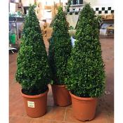 Buxus Sempervirens Cone (50-60 cm) image
