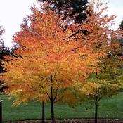 Cercidiphyllum Japonicum Katsura