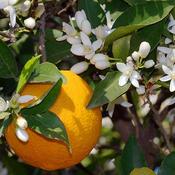 Citrus Orange Tree image