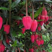 Crinodendron Hookerianum image