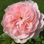 Rosa Gentle Hermione