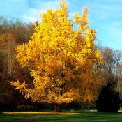 Ginkgo Biloba Tree 100 cm image