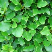 Griselinia Littoralis (150 cm) image