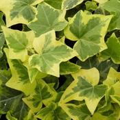 Hedera Helix Goldchild image