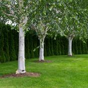 3X Betula Jacquemontii image