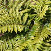 Polystichum Polyblepharum image