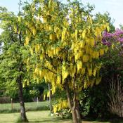 Laburnum Vossii (170-180 cm) image