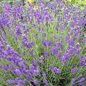 Lavandula Angustifolia x 50 image