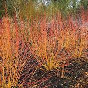 Cornus Sanguinea Midwinter Fire image