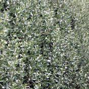 Olearia Traversii (40-50 cm) image