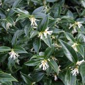 Sarcococca Confusa image