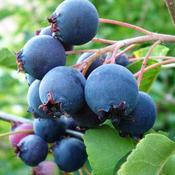 Serviceberry Amelanchier Saskatoon image