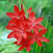 Schizostylis Major image