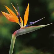 Strelitzia Bird Of Paradise image