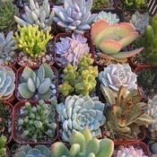 20 Mixed Indoor Succulent Plants image