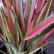 Phormium Jester image