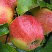 Malus Domestica Jonagold image