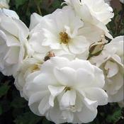 Rose Iceberg image