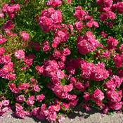 Rose - Flower Carpet Ruby (Ground Cover)