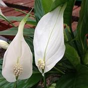 Peace Lily Sweet Bellini image
