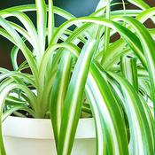 Chlorophytum Variegatum