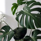 Monstera Deliciosa - Swiss Cheese Plant image