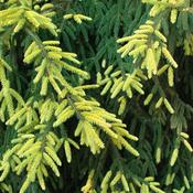 Picea Orientalis Aureospicata image