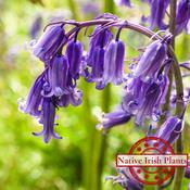Hyacinthoides Non-scripta - English Bluebells (100 Bulbs) image