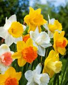 Narcissus Trumpet Mix (100 Bulbs)
