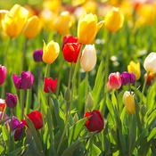 Tulip Darwin Hybrid Mix (1000 Bulbs) image