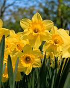 Narcissus Yellow (25kg)