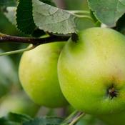 Malus Domestica Granny Smith image
