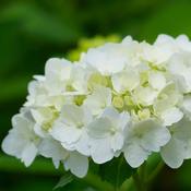 Hydrangea Macrophylla White
