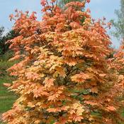 Acer Pseudoplatanus Brilliantissimum image