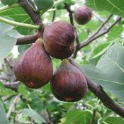 Ficus Carica Little Miss Figgy image