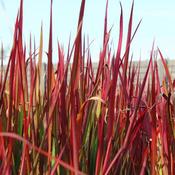 Imperata Cylindrica Red Baron image