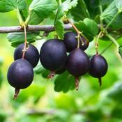Ribes Jostaberry image