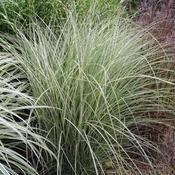 Miscanthus Sinensis Morning Light