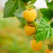 Rubus Idaeus Fallgold - Yellow Raspberry image