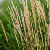 Calamagrostis Acutiflora Overdam (40-45 cm) image
