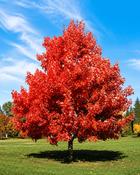 Acer Rubrum (60-70 cm) image