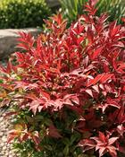 Nandina Domestica Obsessed (20–25 cm) image