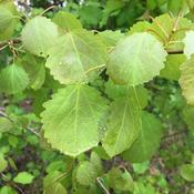 Populus Tremula (170-180 cm) image
