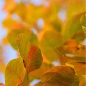 Cotinus Coggygria Golden Spirit image