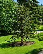 Araucaria Araucana Monkey Puzzle Tree (20-30 cm) image