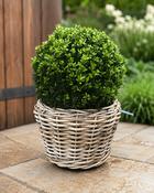 Buxus Ball in Wicker Basket
